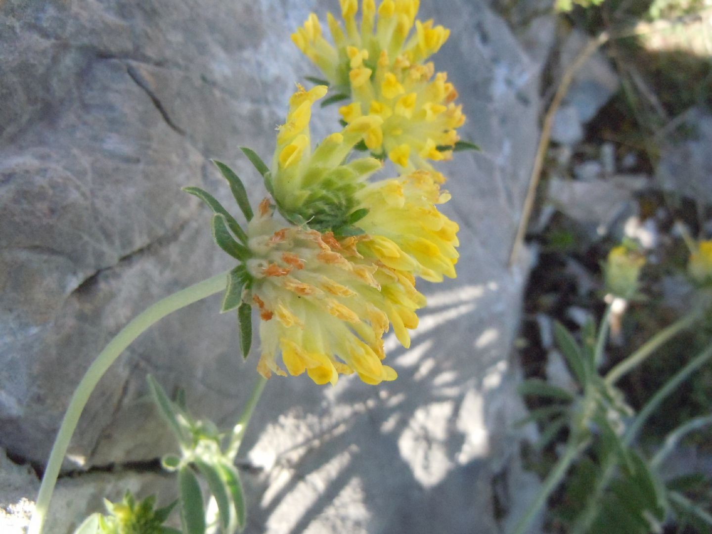 Anthyllis vulneraria / Vulneraria comune